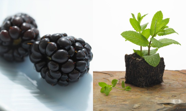 blackberrymint