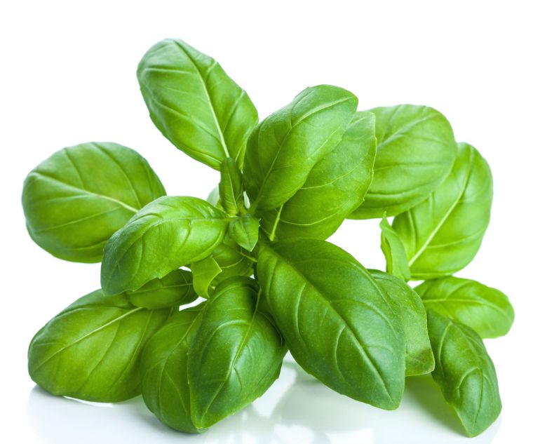 Basil
