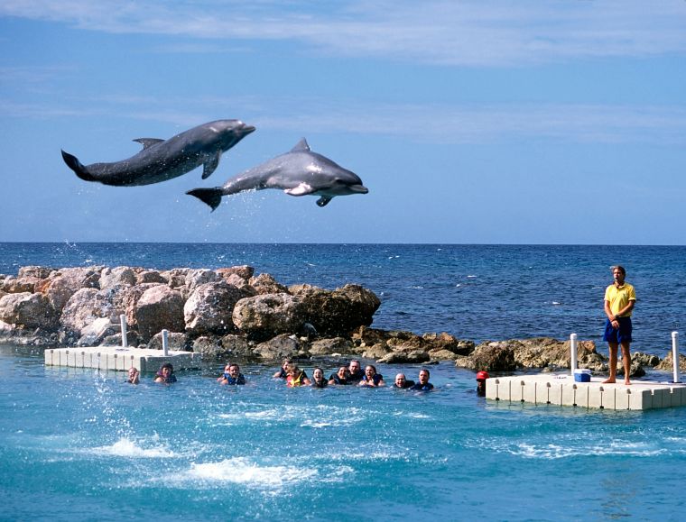 Swim With The Dolphins
