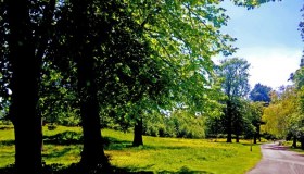Trees In Park