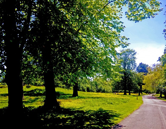 Trees In Park