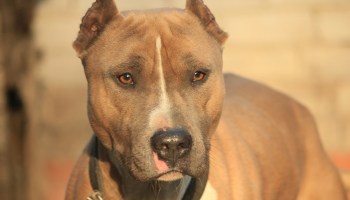 Close-Up Of Pit Bull Terrier On Field