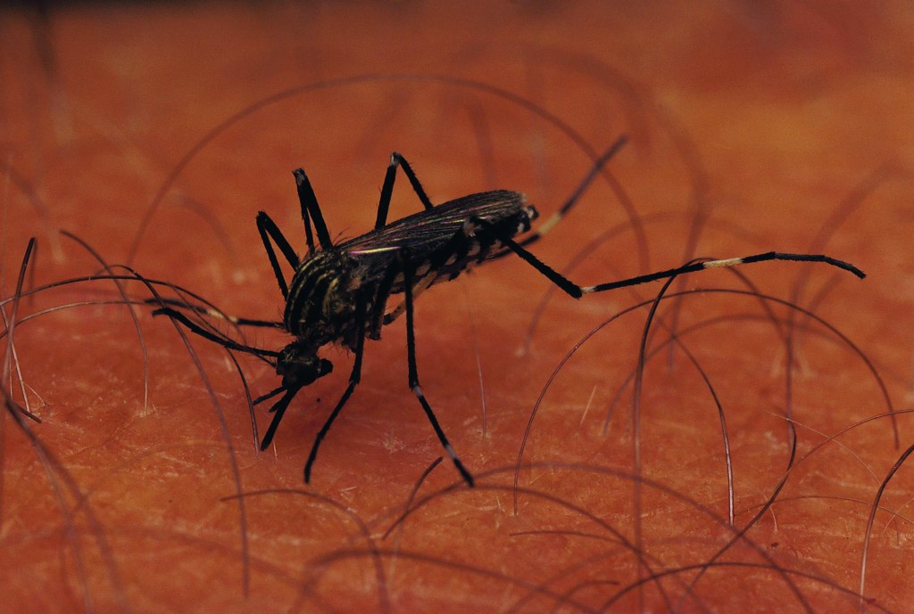 Aedes species, South Africa