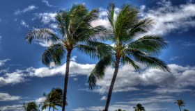 palms on beach at Oahu - Hawaii - Nort shore