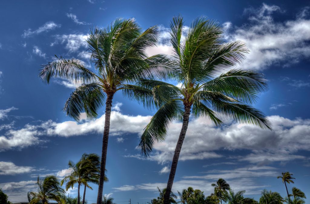 palms on beach at Oahu - Hawaii - Nort shore