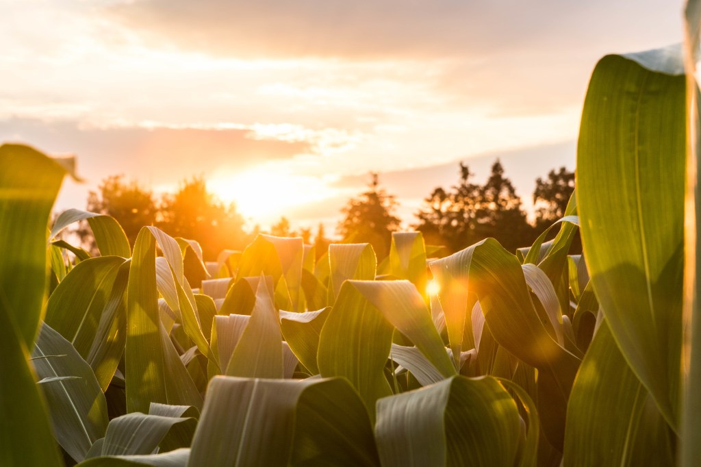 Close-Up Of Yellow Flowering Plants On Field Against Sky During Sunset