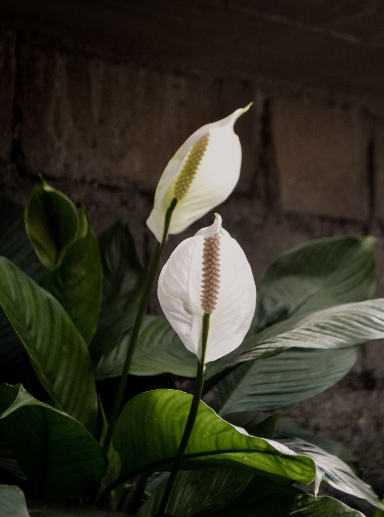 Peace Lily