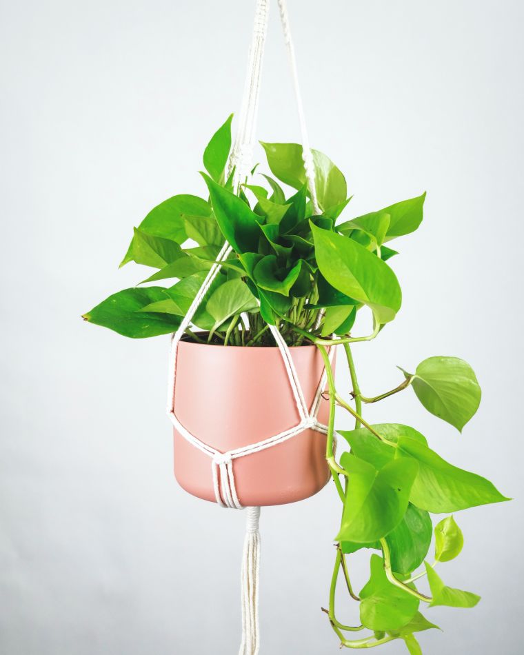 Pothos Plant