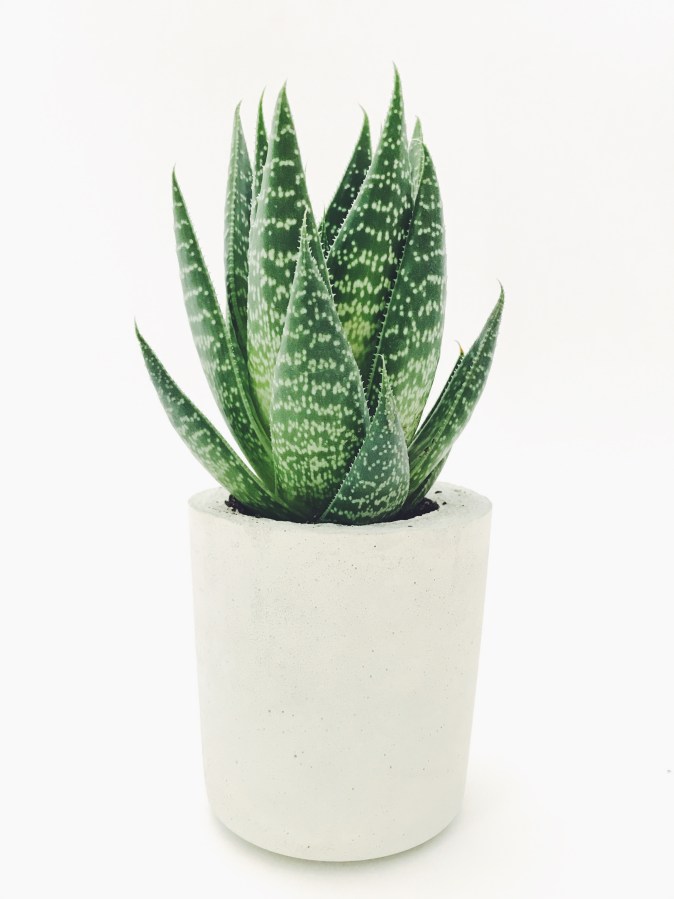 aloe vera Plant