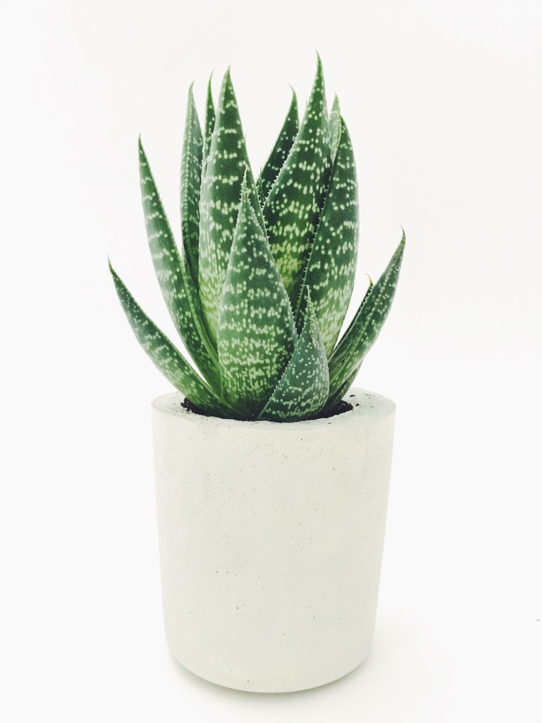 Aloe Vera Plant