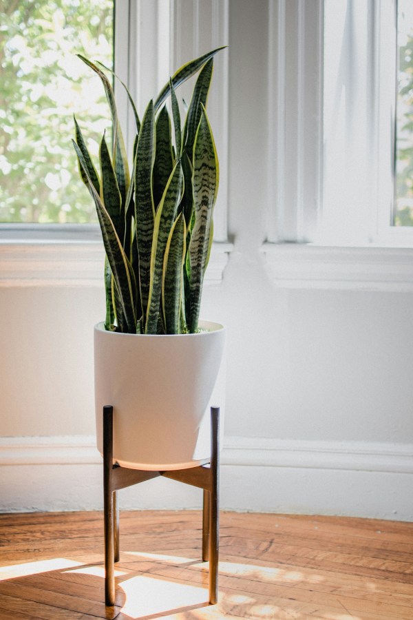 Snake plants - bedroom decor